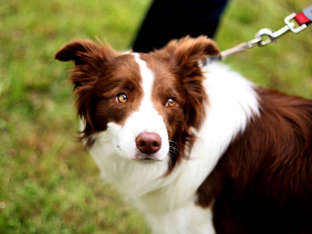 border-collie (36)