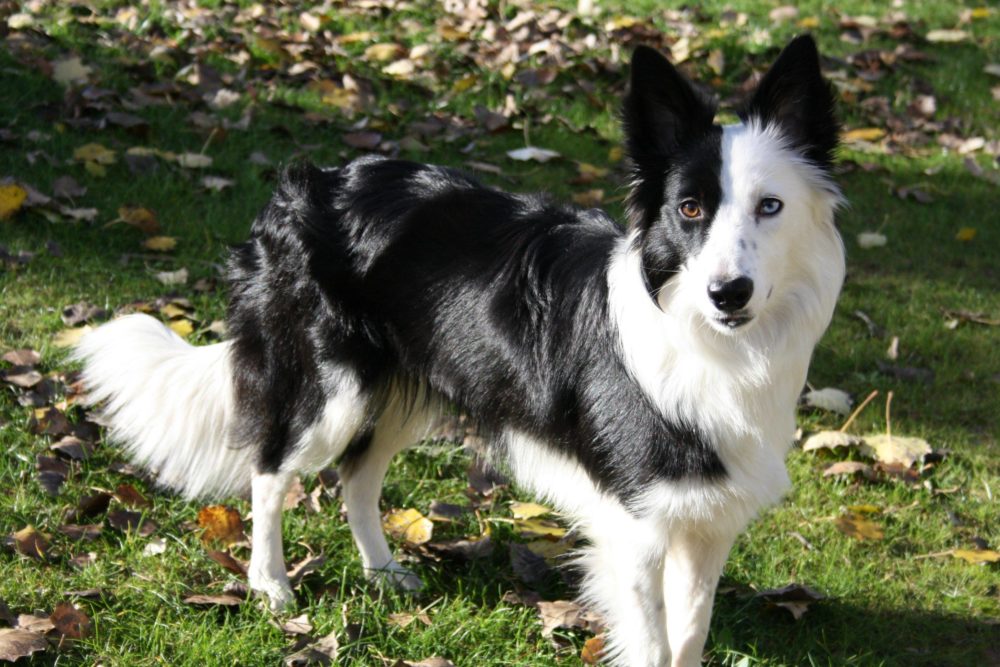 border-collie (37)