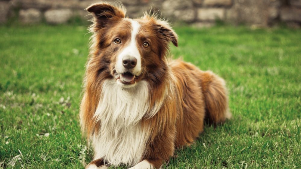 border-collie (38)
