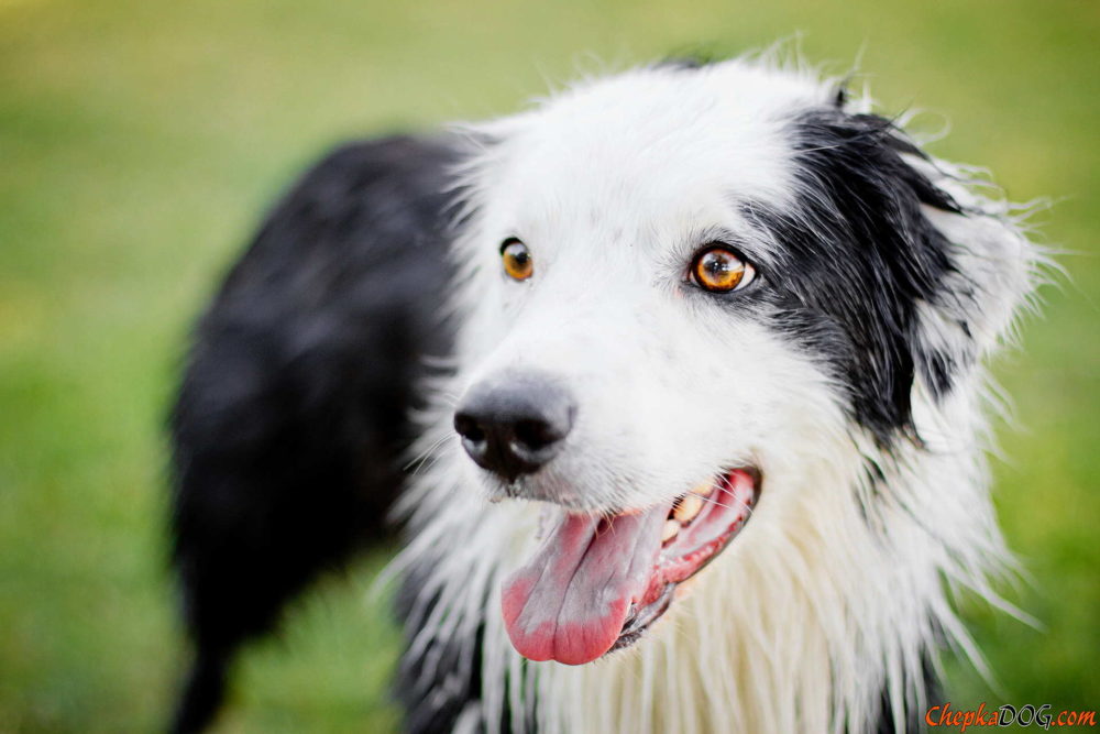 border-collie (39)