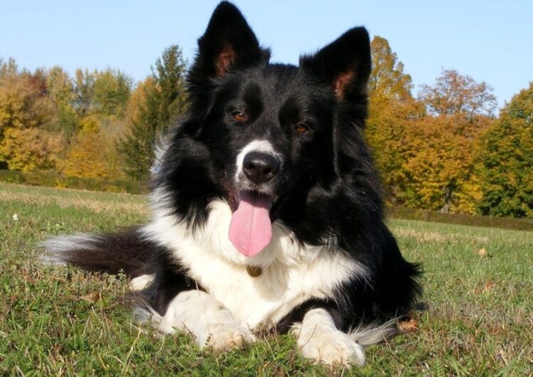 border-collie (4)