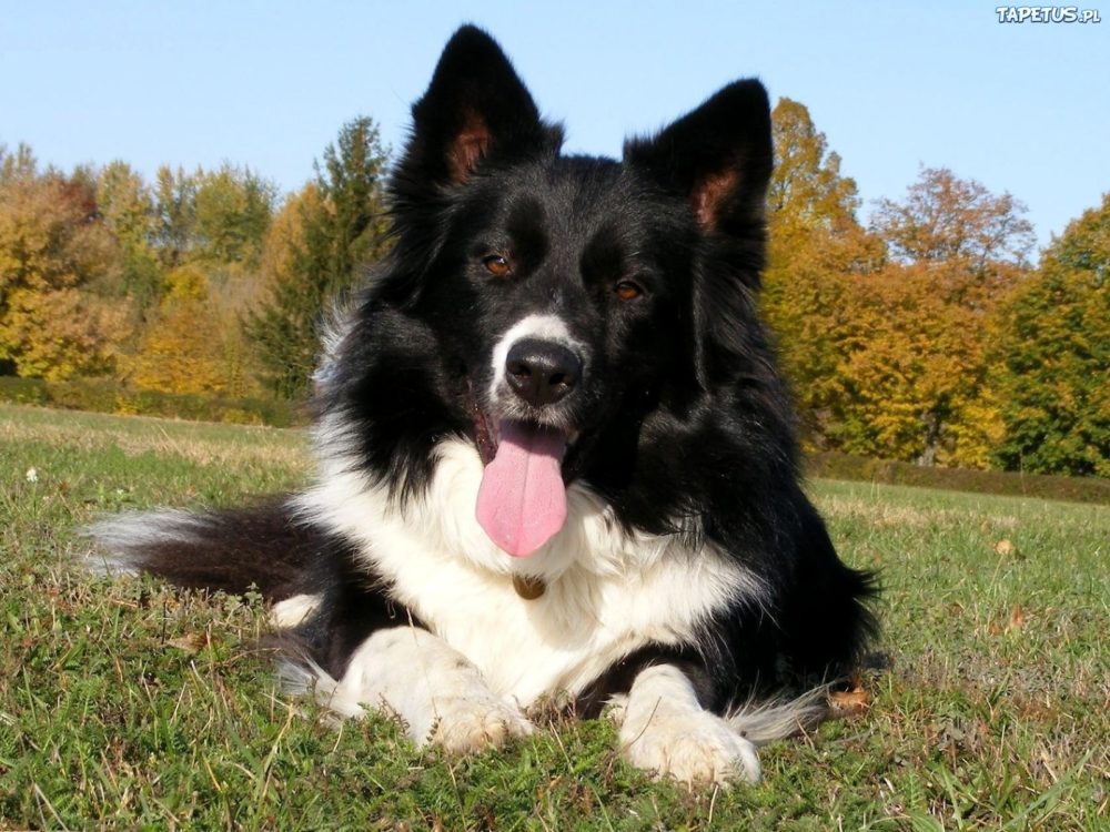 border-collie (4)