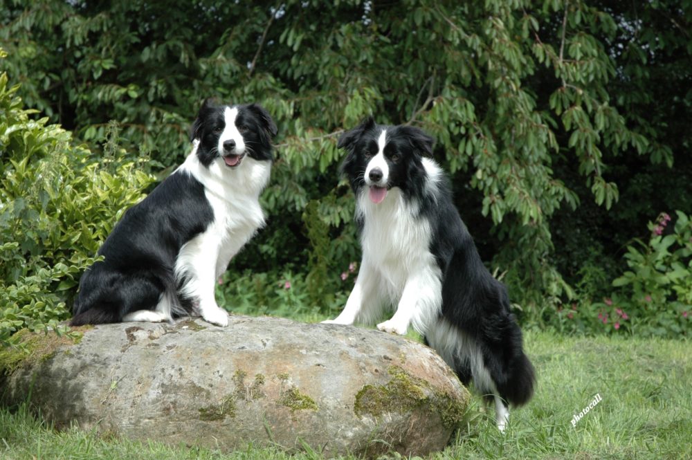 border-collie (41)