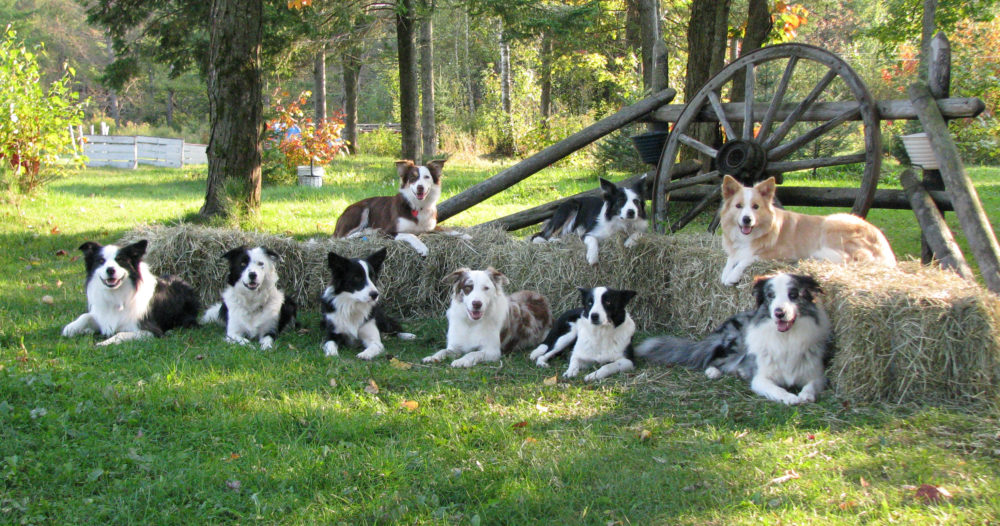border-collie (42)