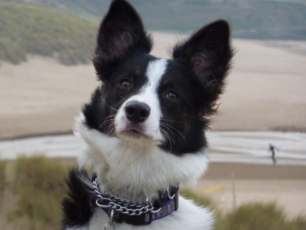 border-collie (43)