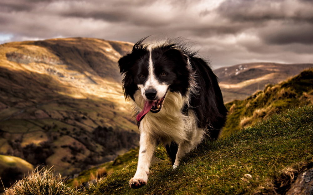 border-collie (44)