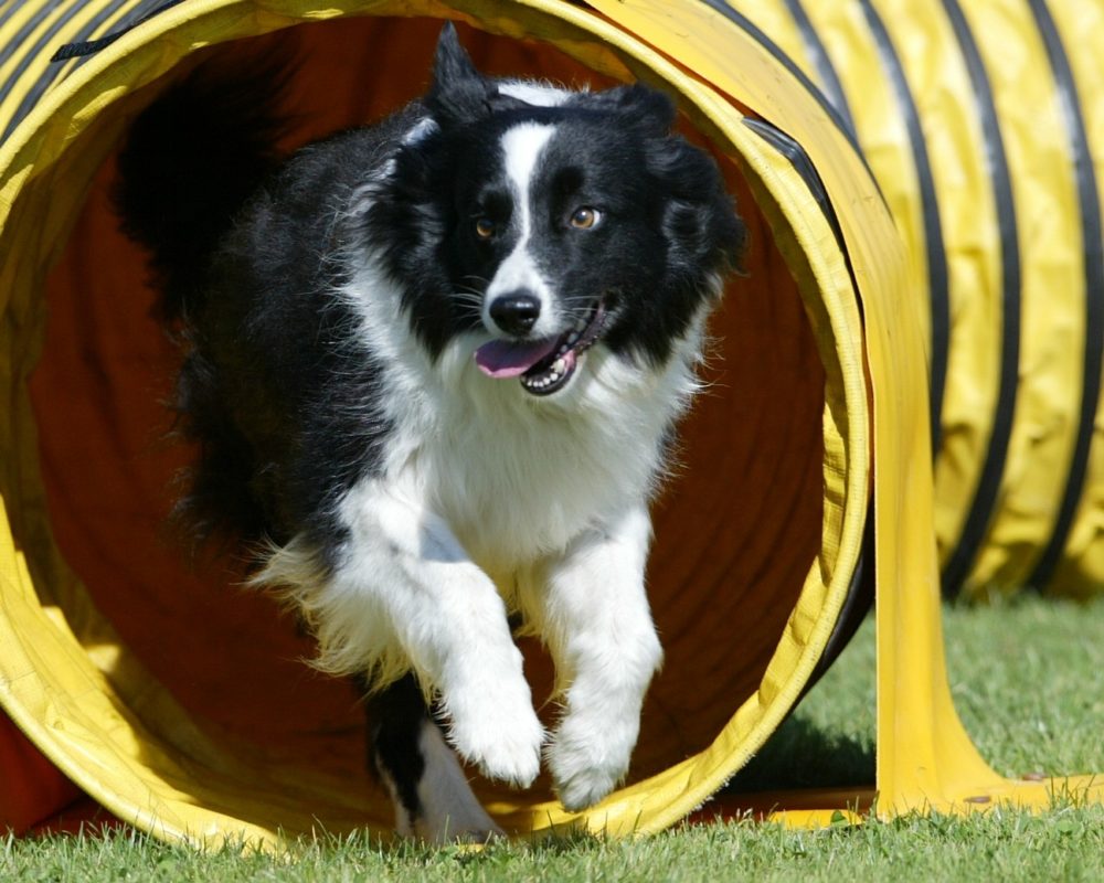 border-collie (45)