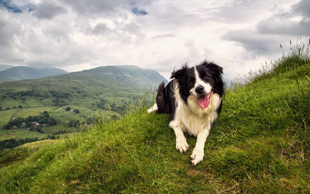 border-collie (5)