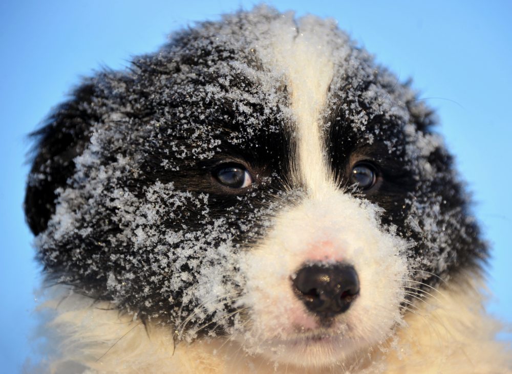 Seven-week old  Border Collie puppy rests after a play with its siblings in their garden as outdoors temperatures dropped below minus 10 degrees celsius in the village of Bodice on December 16, 2010. According to the pupps owner, Olga Rossova, if she had 20 pupps they could be all sold two weeks ago when a border collie dog Dream advanced to the final of the popular Slovakia's TV show "Slovakia Has Talent". Two weeks later her six puppies are facing uncertain future since there is no one interested in buying them. AFP PHOTO / JOE KLAMAR (Photo credit should read JOE KLAMAR/AFP/Getty Images)