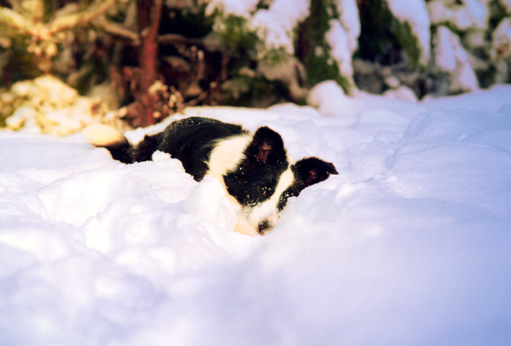 border-collie (9)