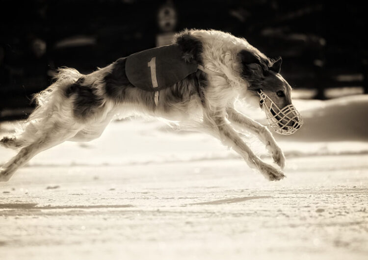 borzoi (1)