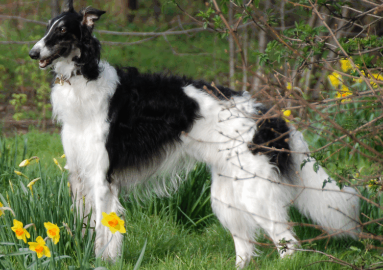 borzoi (1)