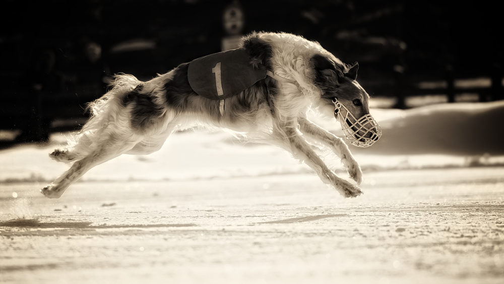 borzoi (1)