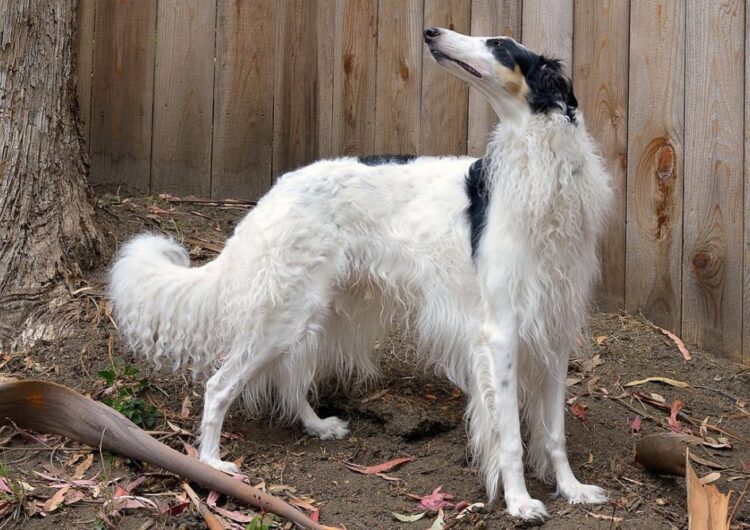 borzoi (10)