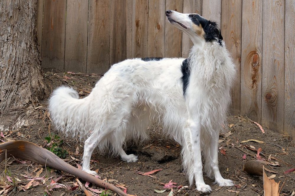 borzoi (10)