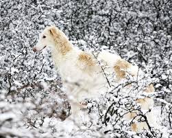 borzoi (11)