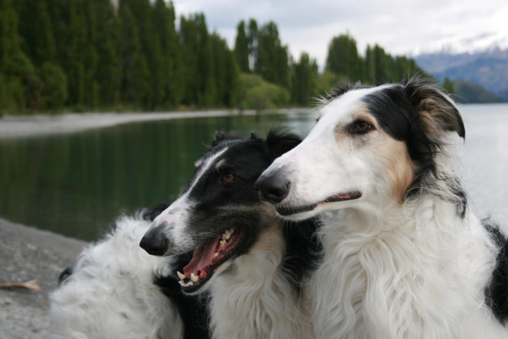 borzoi