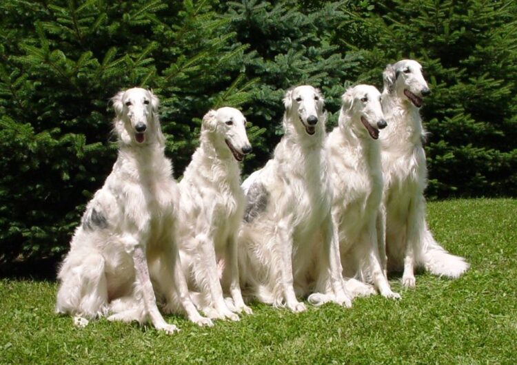 borzoi (13)