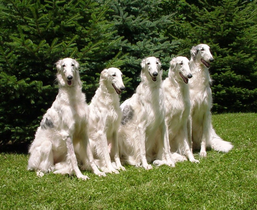 borzoi (13)