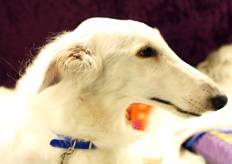 borzoi (2)