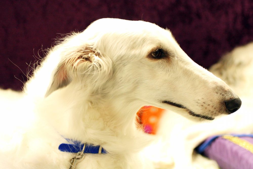 borzoi (2)