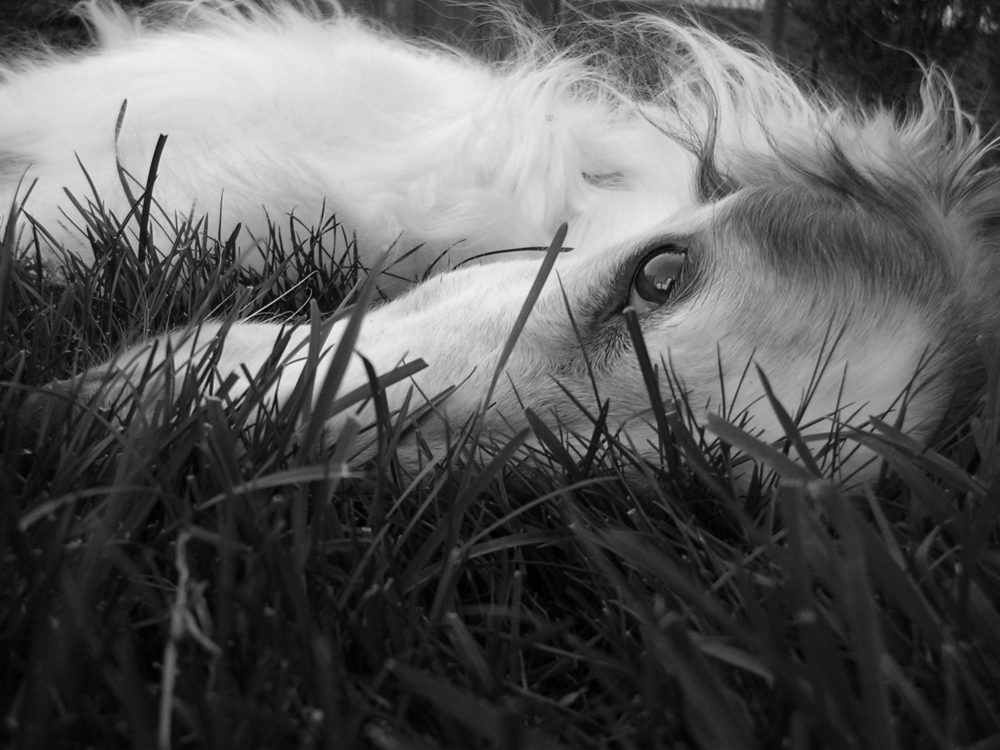 borzoi (3)