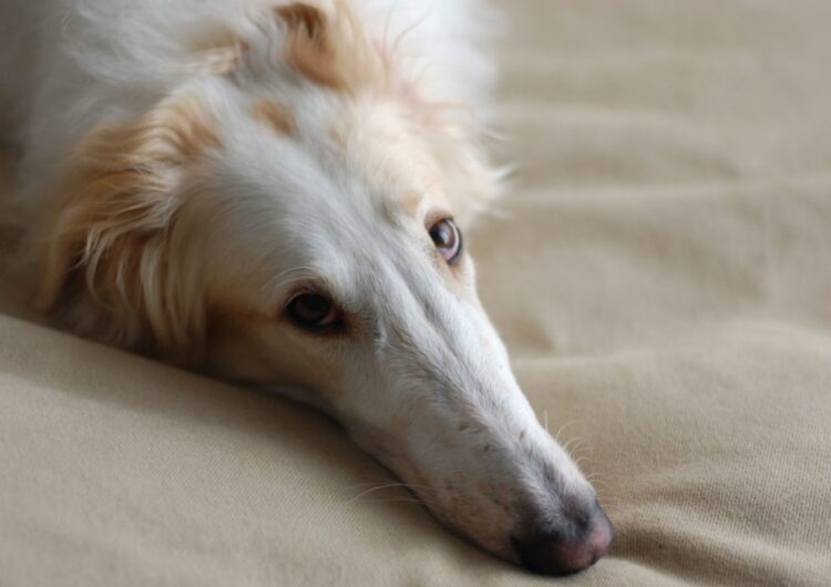 borzoi (4)