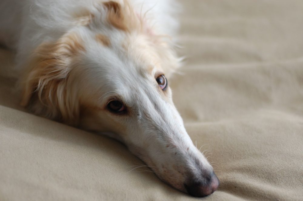 borzoi (4)
