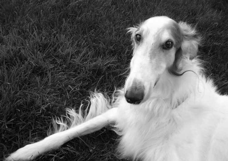 borzoi (5)