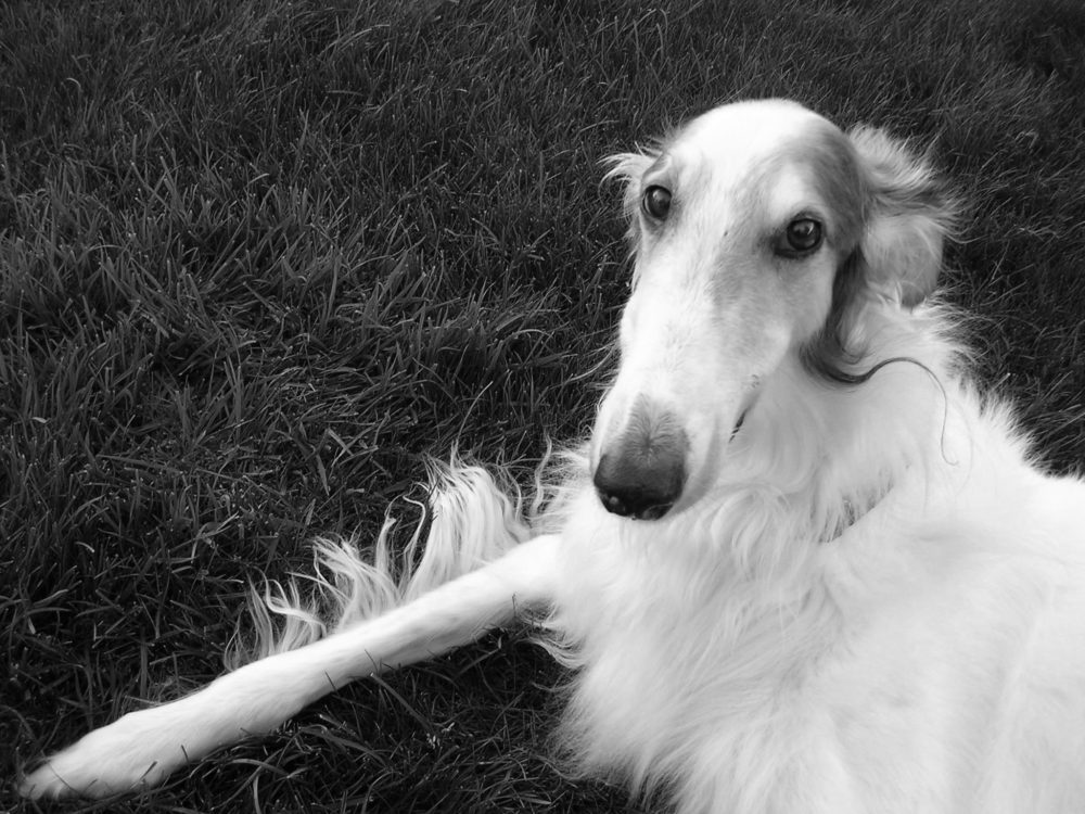 borzoi (5)