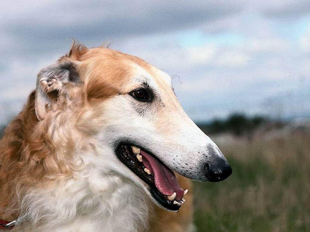 borzoi (7)
