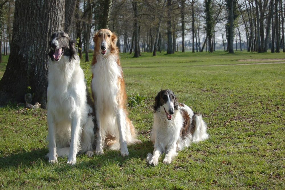 borzoi (8)