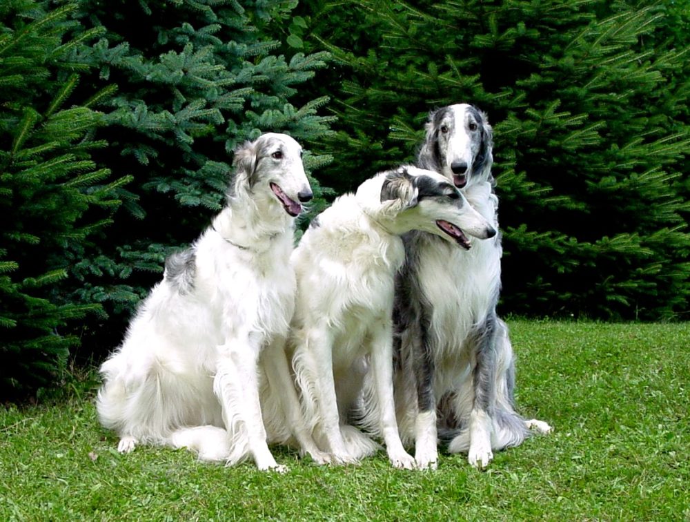 borzoi (9)