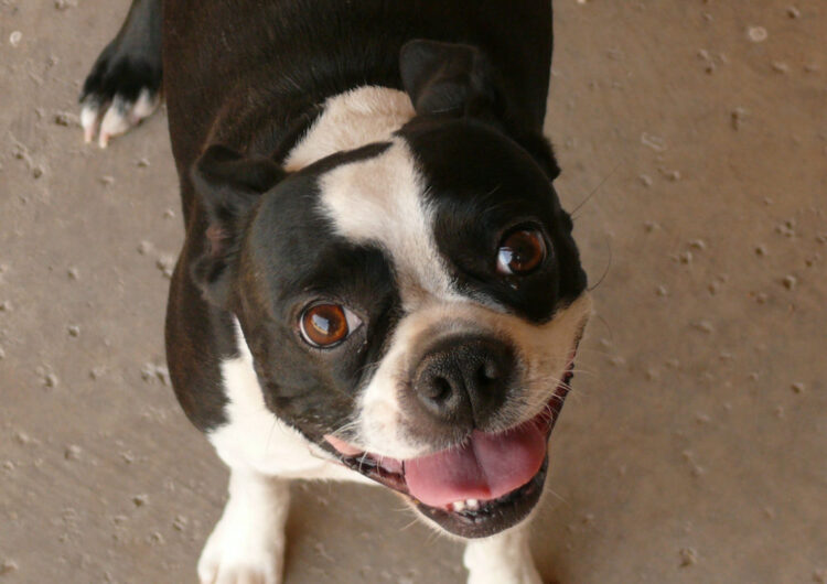 boston-terrier (1)