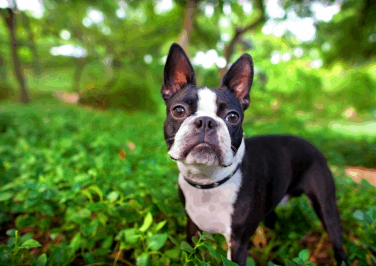 boston-terrier (1)