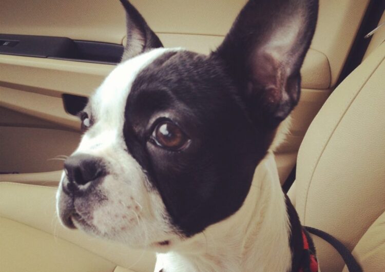 boston-terrier (10)