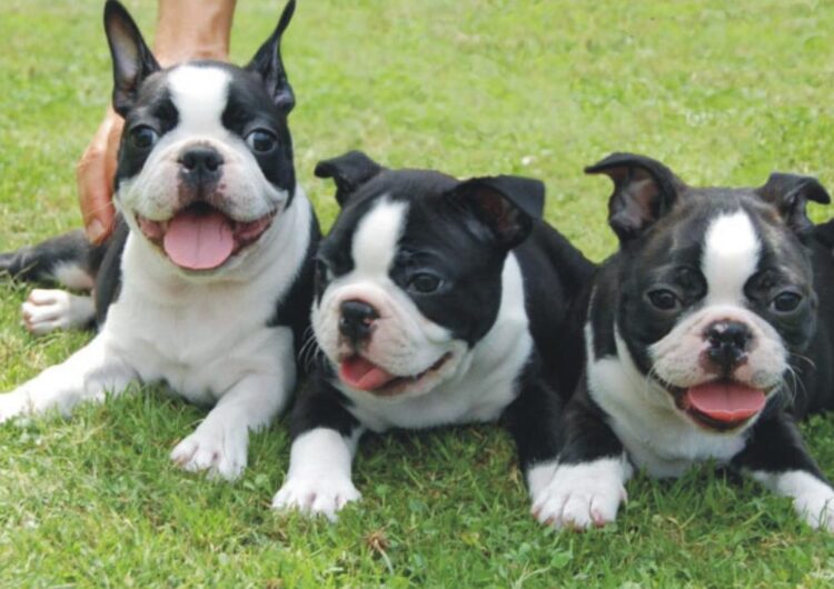 boston-terrier (11)
