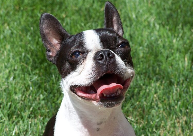 boston-terrier (13)
