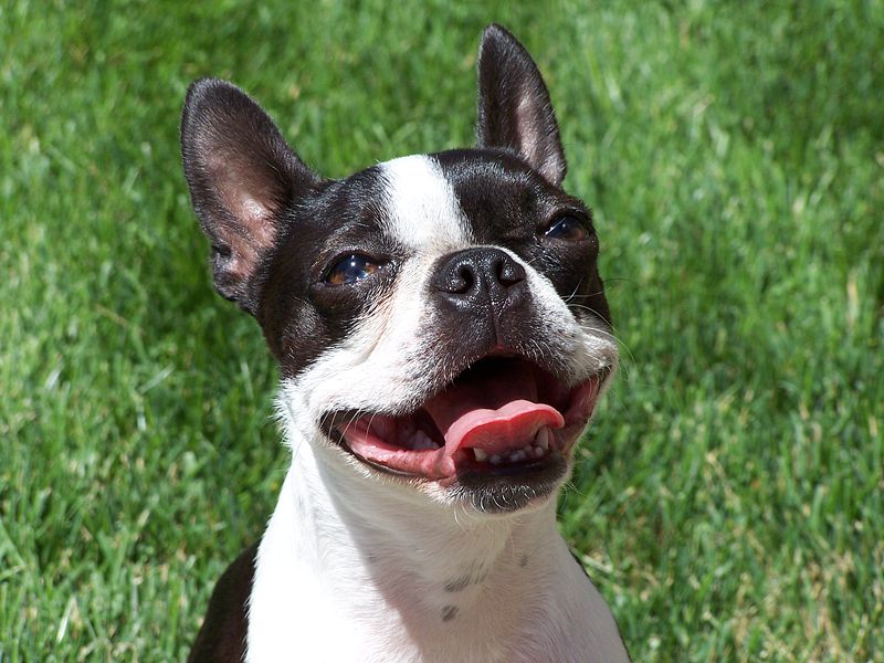 boston-terrier (13)