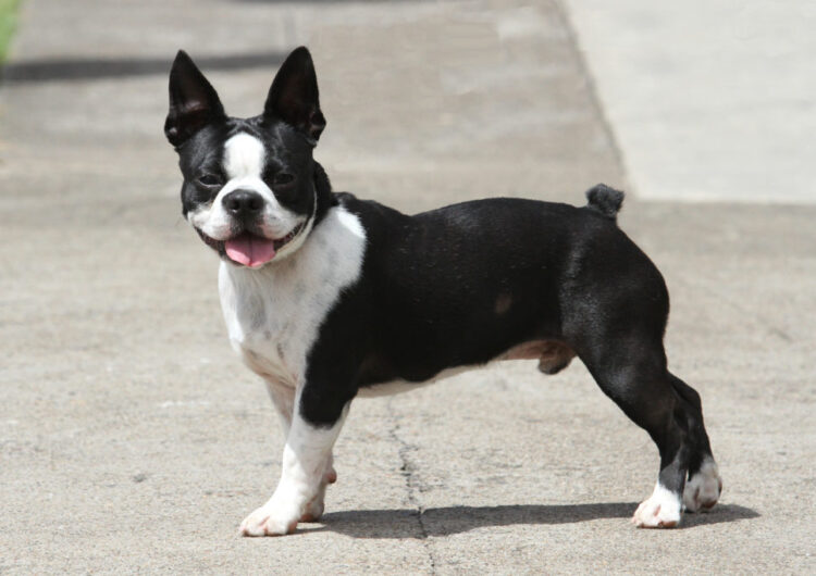 boston-terrier (14)