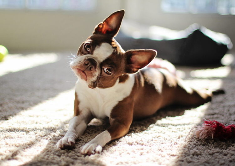 boston-terrier (15)