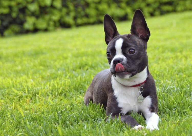 boston-terrier (2)
