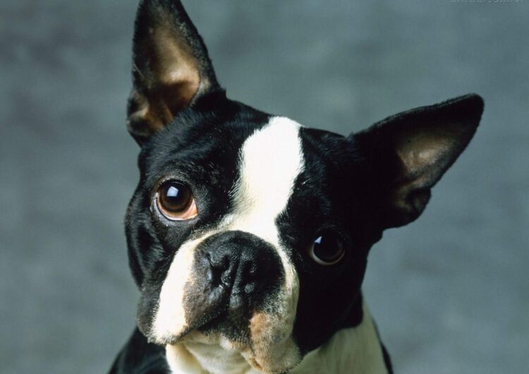 boston-terrier (3)