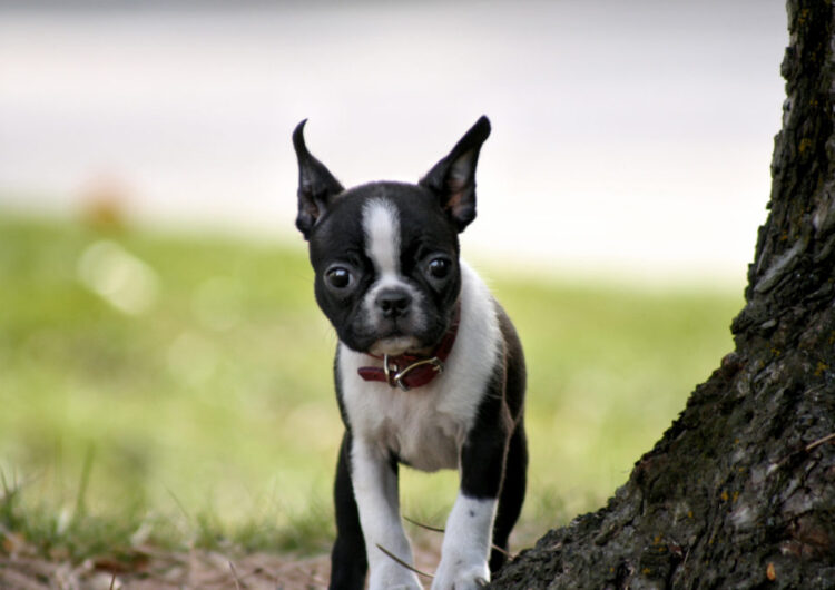 boston-terrier (4)