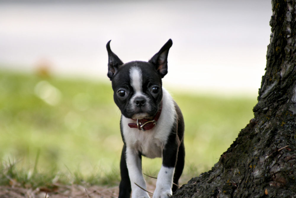 boston-terrier (4)