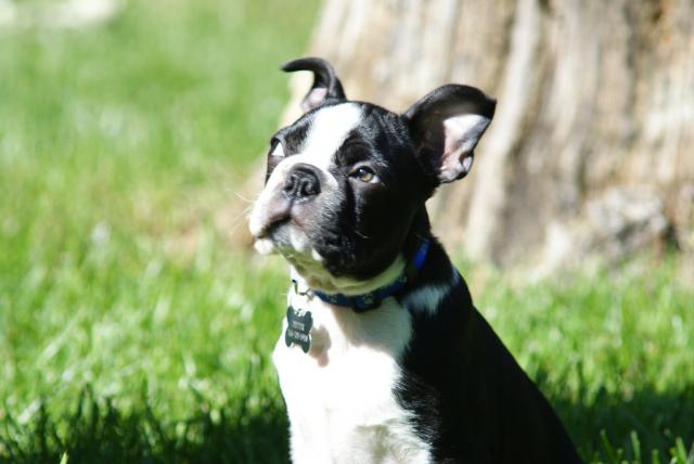 boston-terrier (7)