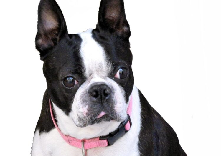 boston-terrier (8)