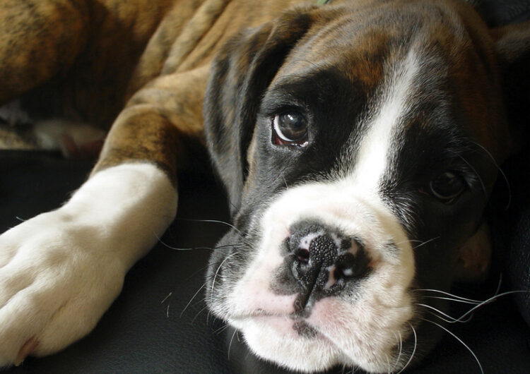 boxer (1)