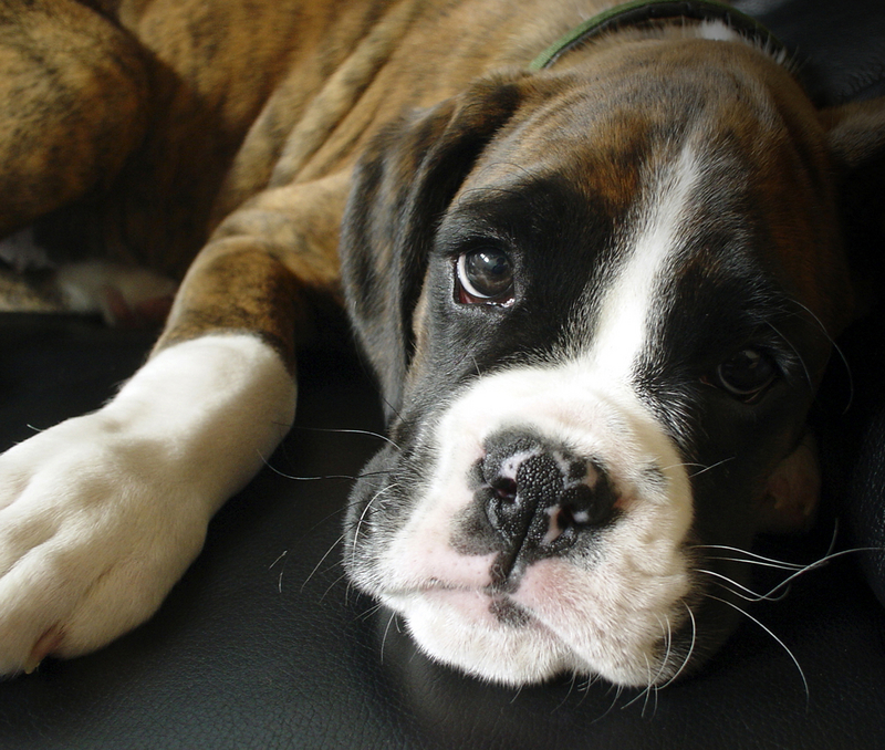 boxer (1)