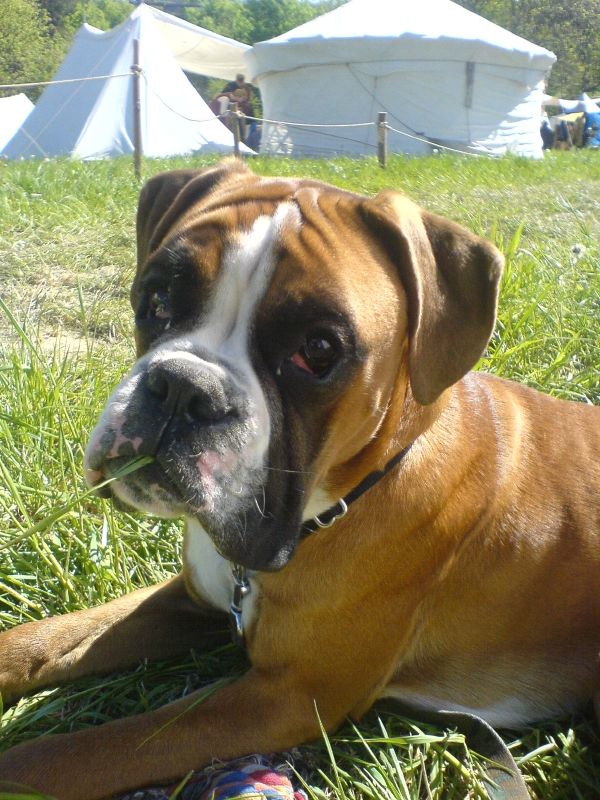 boxer (10)